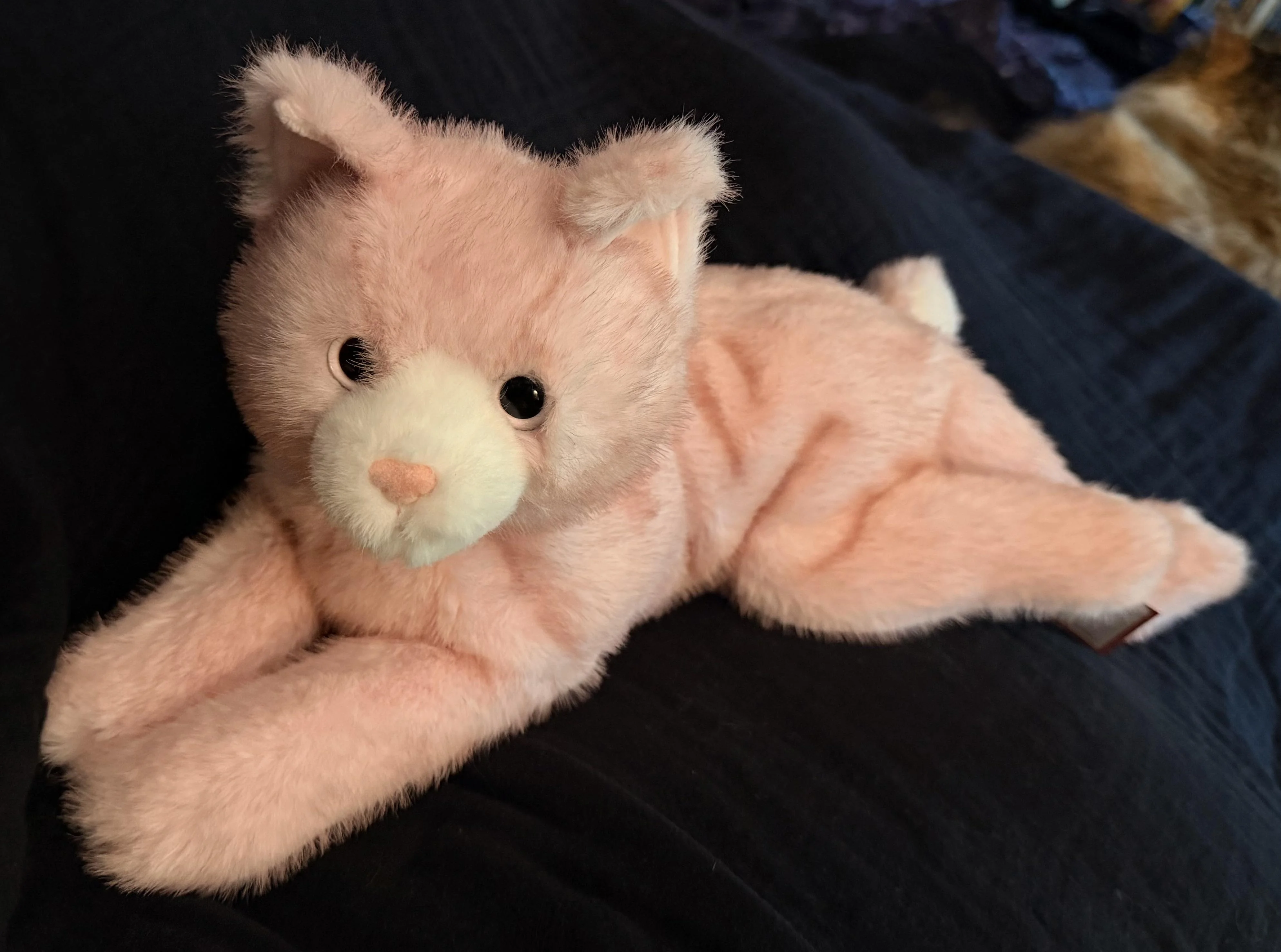 Cherry Pink Cat