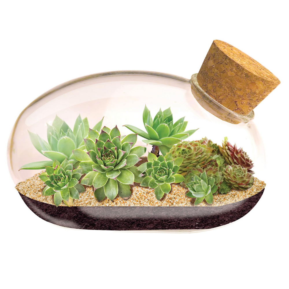 Succulent Star Mouse Terrarium