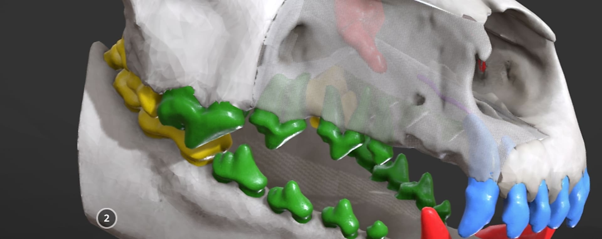 Az anatómiai vizualizáció menete és a benne rejlő lehetőségek