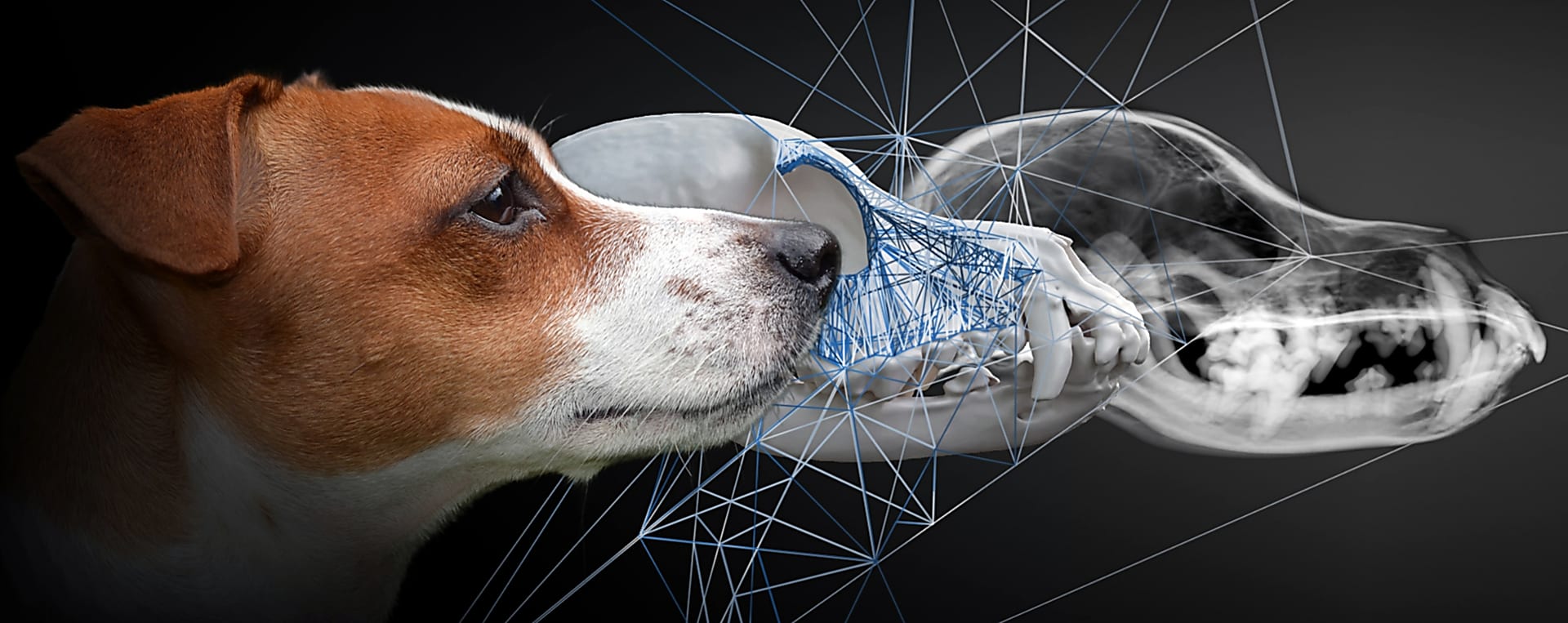 Integrating LimesVet services into veterinarian praxis