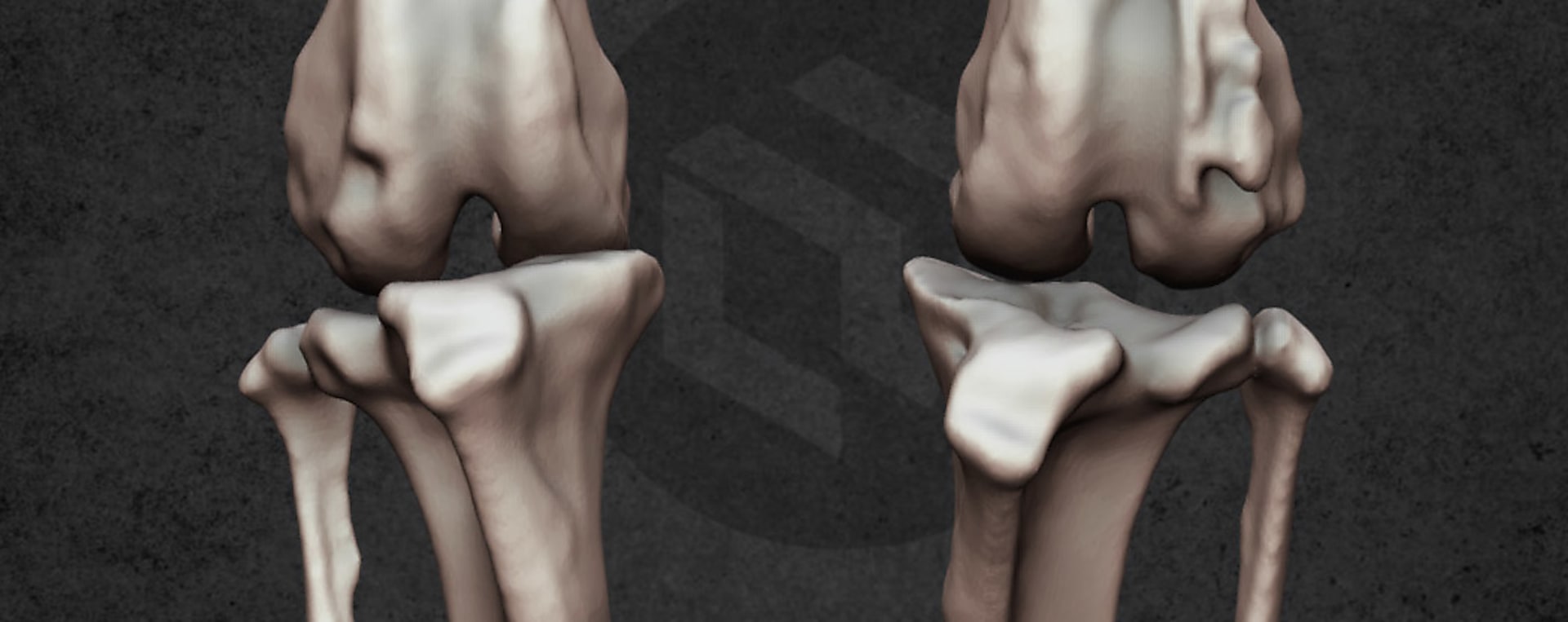 The whole-limb puzzle behind patellar luxation