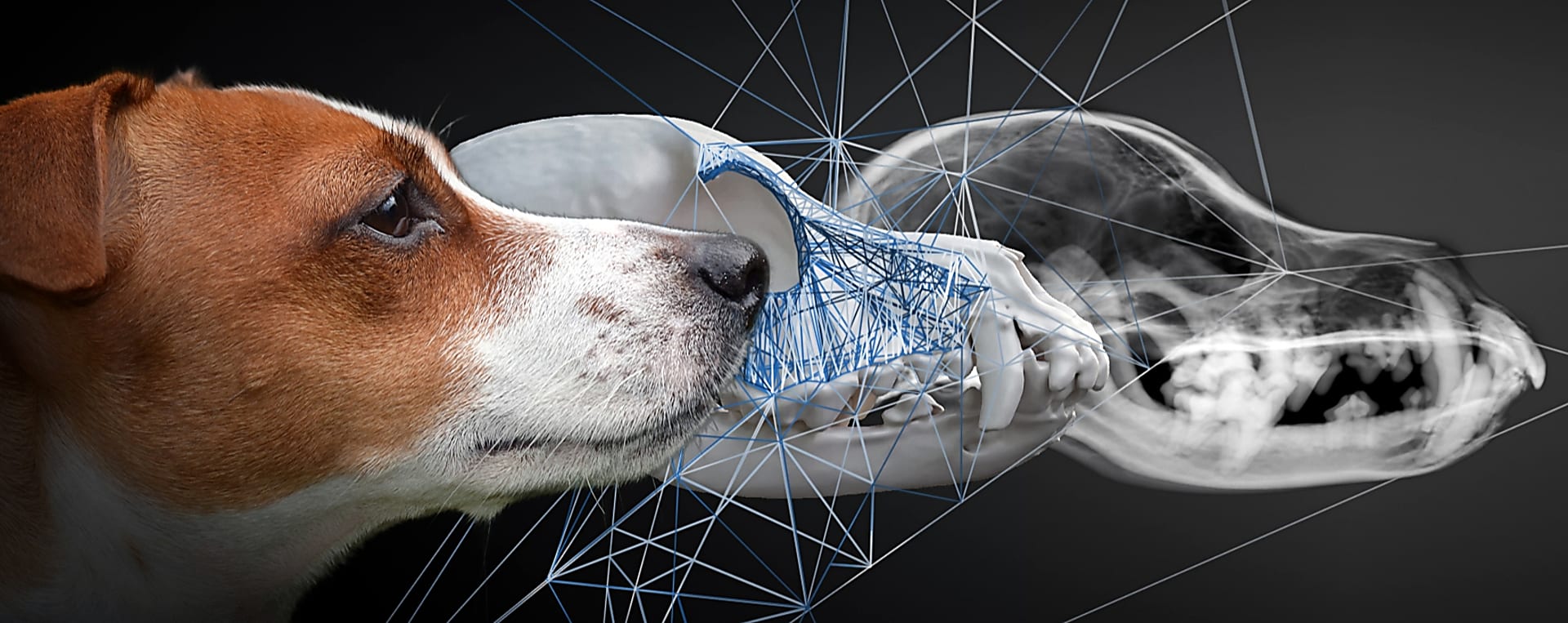 3D Technology for Vets