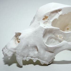 3D printed anatomical model (FDM)