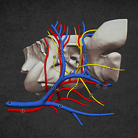 Anatomy of the temporal bone