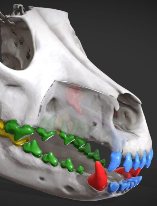 Anatomical visualization