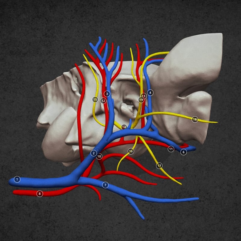 Anatomy of the temporal bone