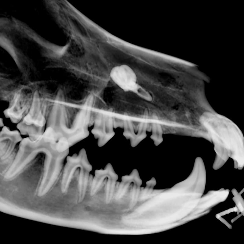 Dental visualisation