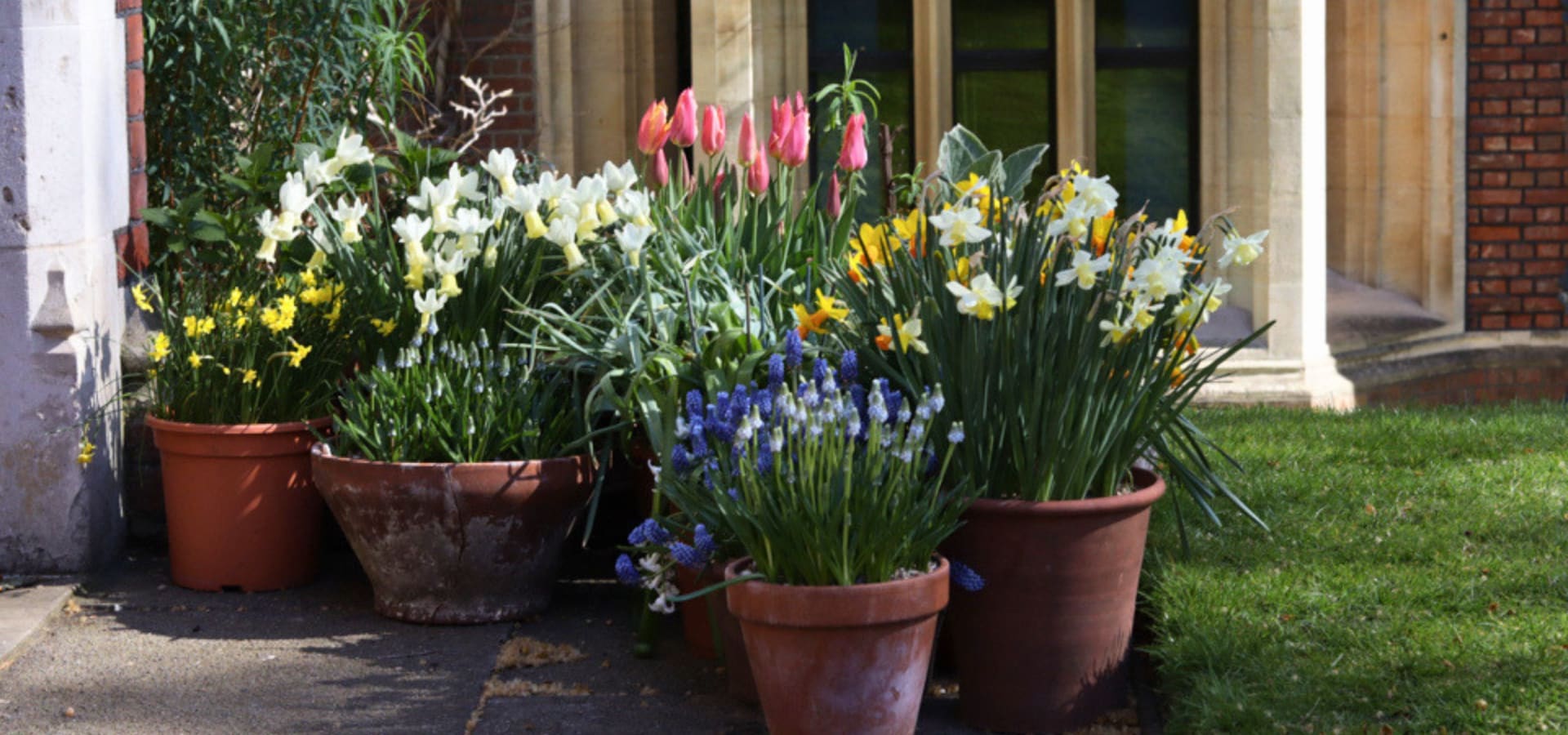 Potted spring flowers including tulips, daffodils, and grape hyacinths arranged outside a building. Sunlight casts soft shadows, creating a peaceful ambiance.