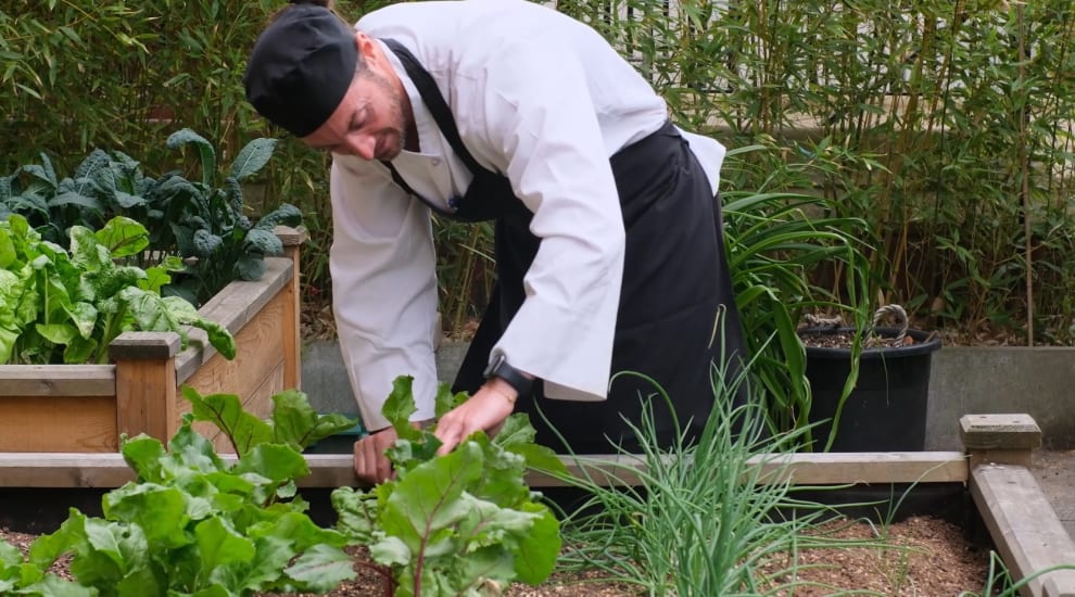 Lincoln's Inn chef inspects Swiss Chard growing in the Kitchen Garden