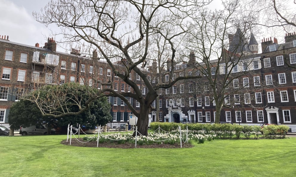 New Square at Lincoln's Inn. A large tree stands in the centre of a neatly trimmed lawn, surrounded by a bed of white flowers ringed by a white fence. Brick buildings surround the square.