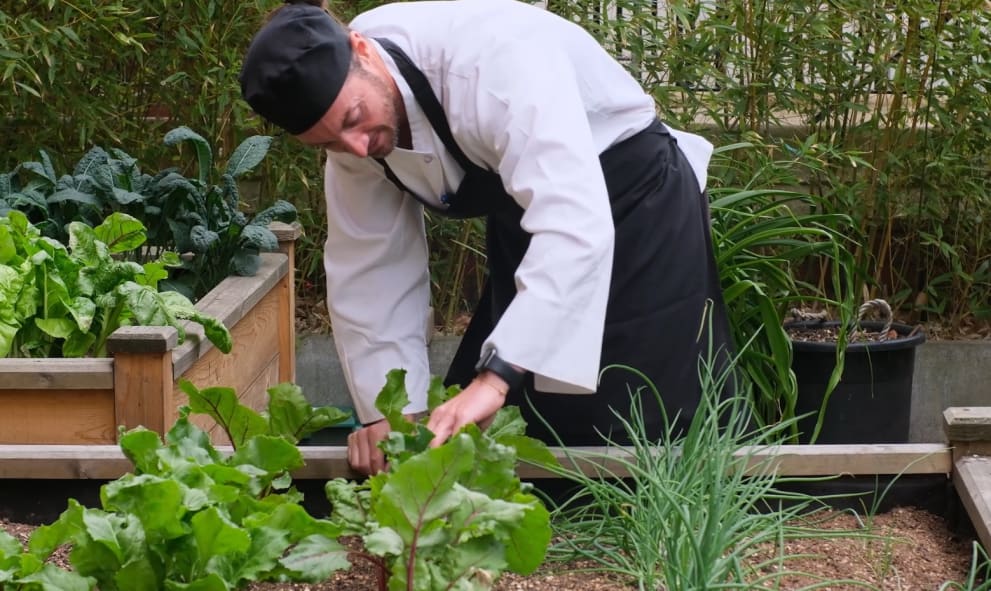 Lincoln's Inn chef inspects Swiss Chard growing in the Kitchen Garden