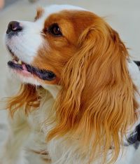 Barbara