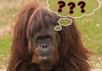 The Question