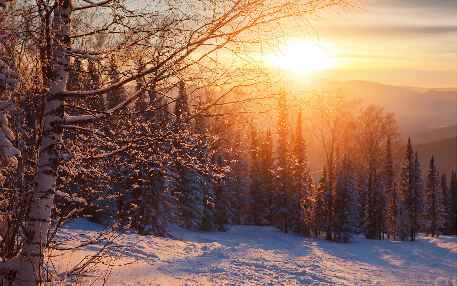 Winter forest, representing the roots of the Germanic language family.