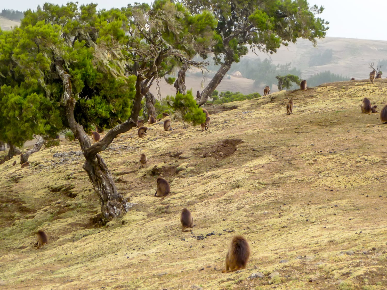 Wildlife - Link Ethiopia Wildlife - Link Ethiopia