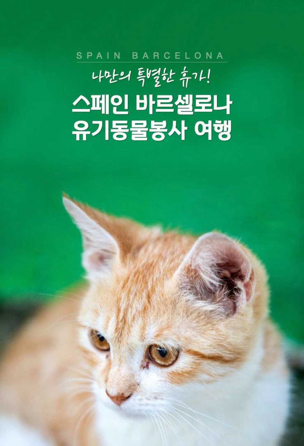 [해외봉사] 스페인 바르셀로나에서 외국인 친구들과 유기동물 돌보고 봉사여행 즐기기!