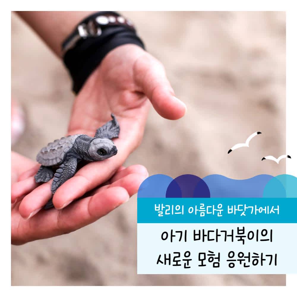 한국갭이어 <인도네시아 발리 아기 바다거북 보호 봉사활동> 참여자 모집