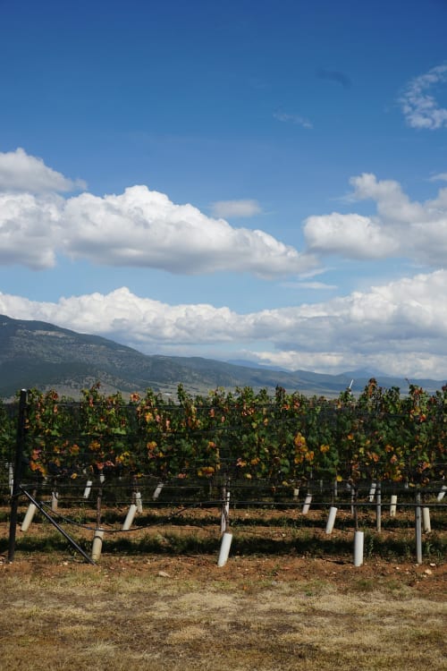 Viñedo con montañas bajo un cielo azul con nubes