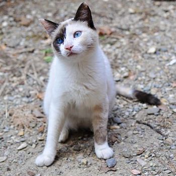 Tuscan Cat with Beautiful Blue Eyes - Photography