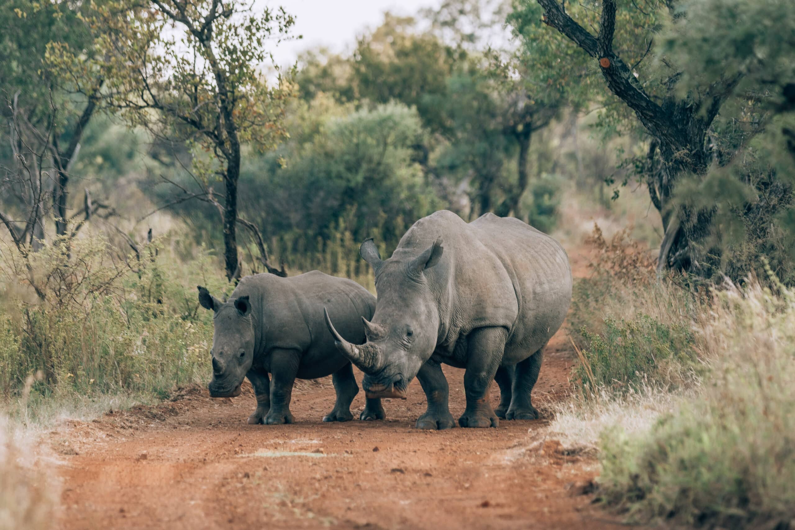 Image 1 of 2 for Dinokeng Game Reserve