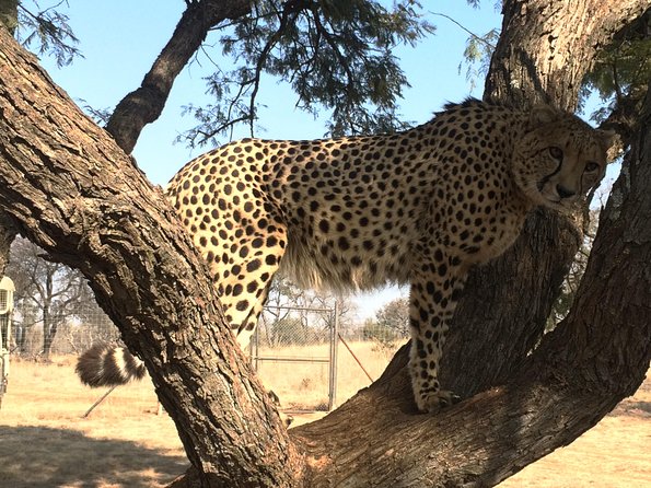 Ann Van Dyk Cheetah Centre