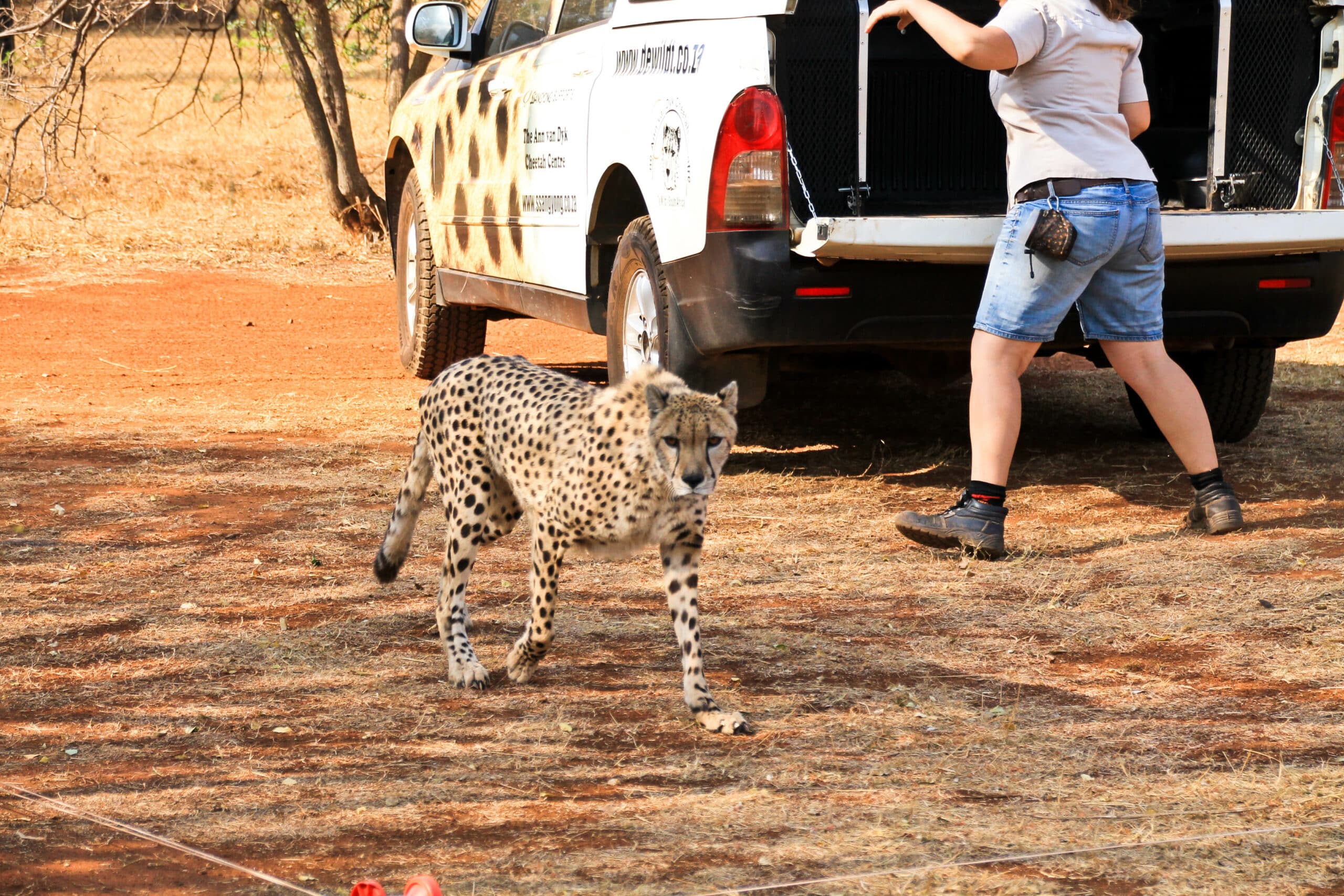 Ann Van Dyk Cheetah Centre
