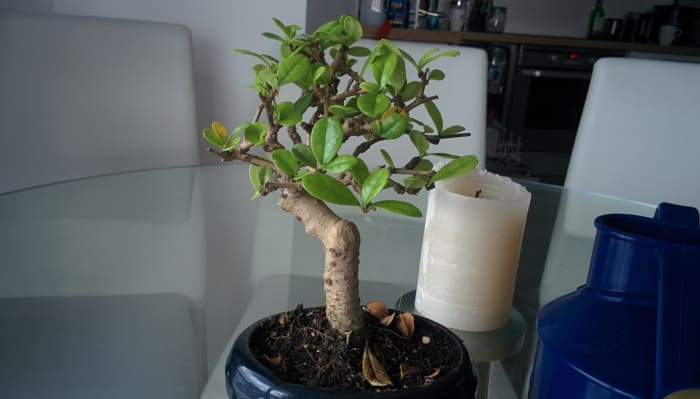 Little Tree