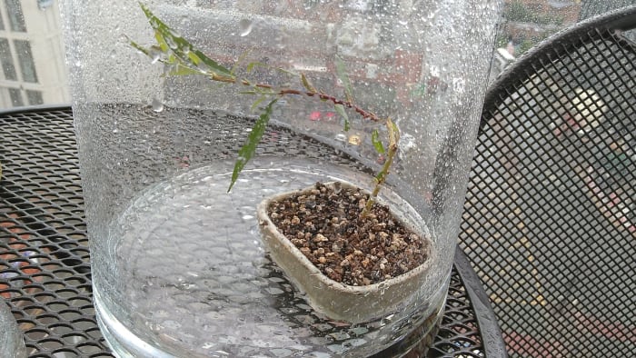 Bonsai standing in water