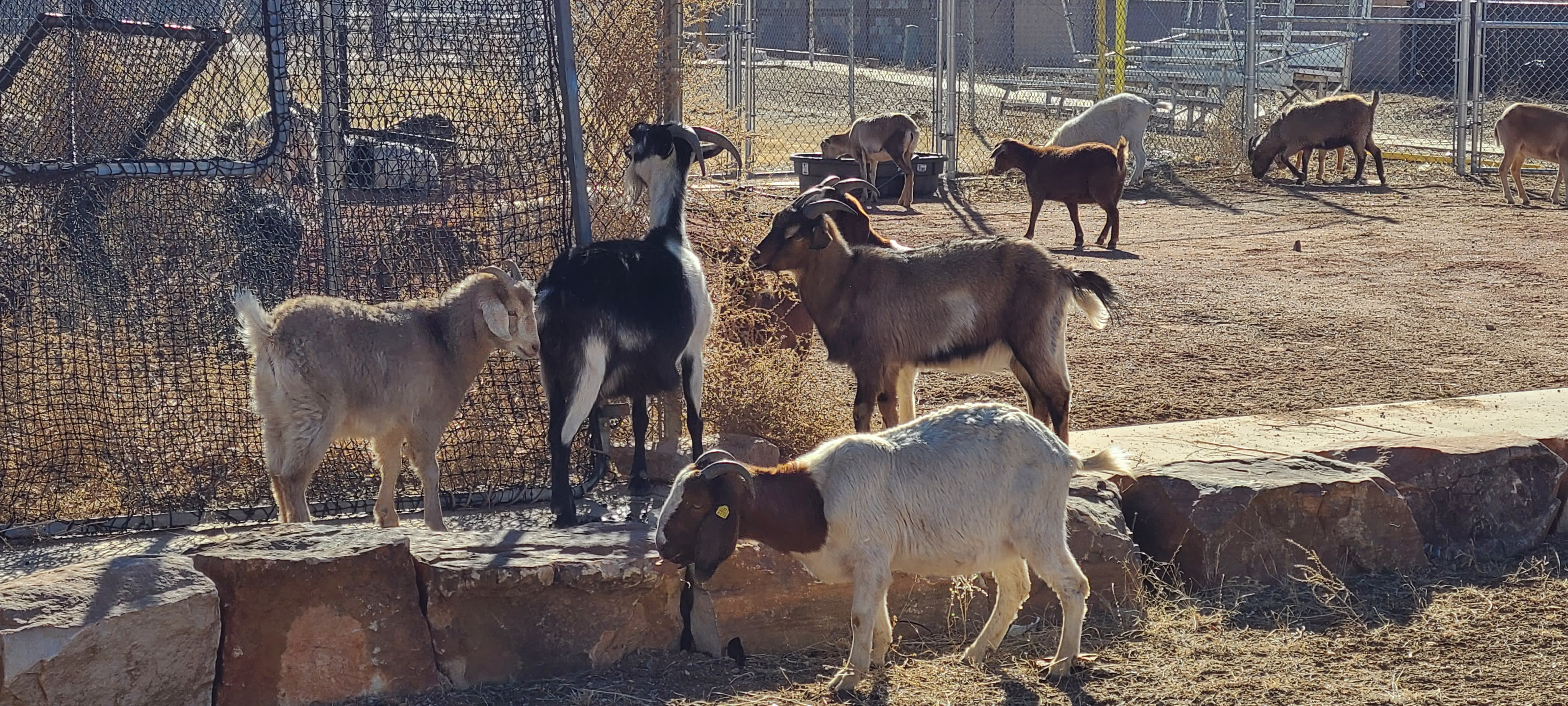 Goats at a field Mile High Little League