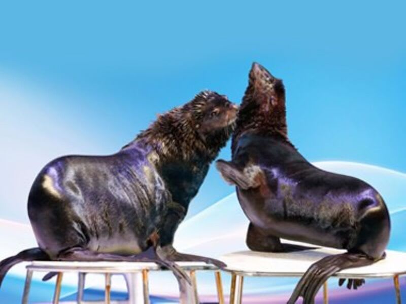 Dubai Dolphinarium Dolphin & Seal Standard Show