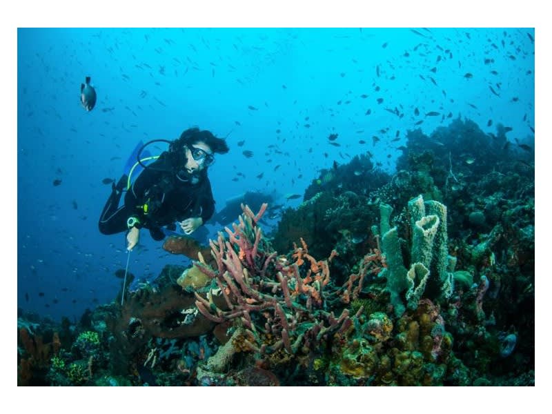 Stay and Dive Tour