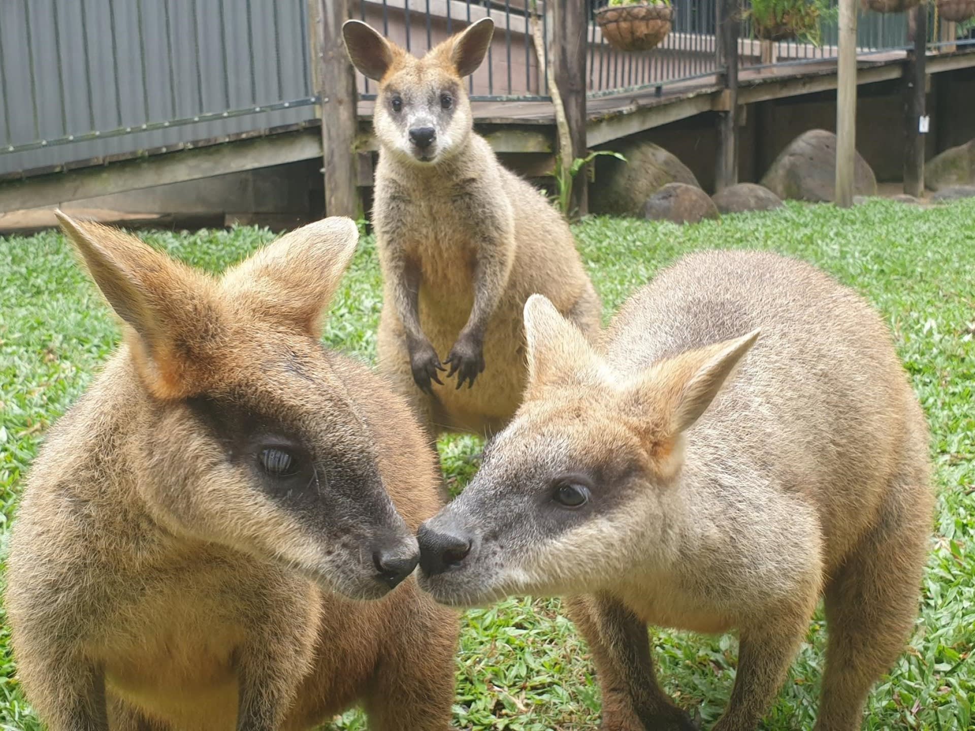 クランダ・コアラ・ガーデンズ 入園チケット