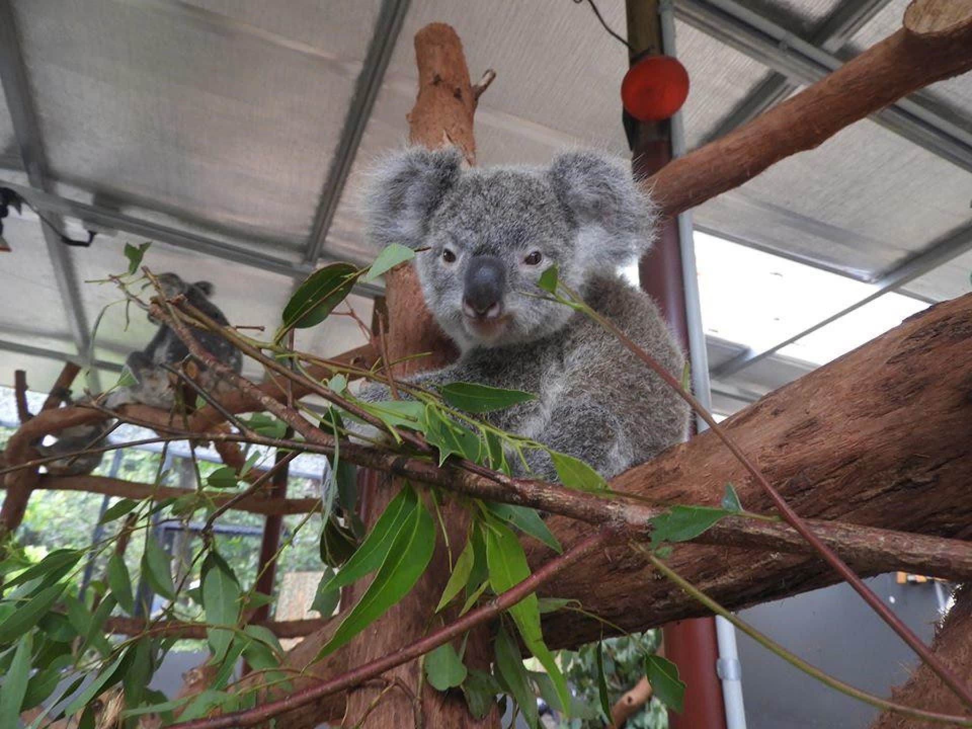 クランダ・コアラ・ガーデンズ 入園チケット