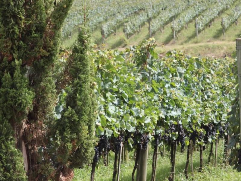 Wineries of the South