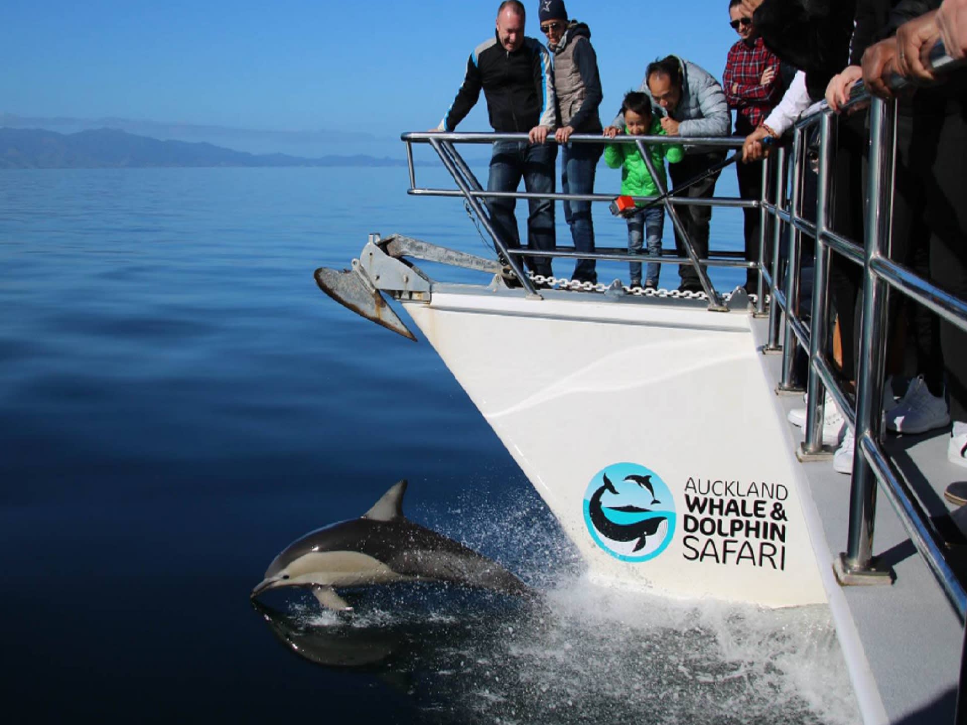 Whale and Dolphin Safari - 10:30
