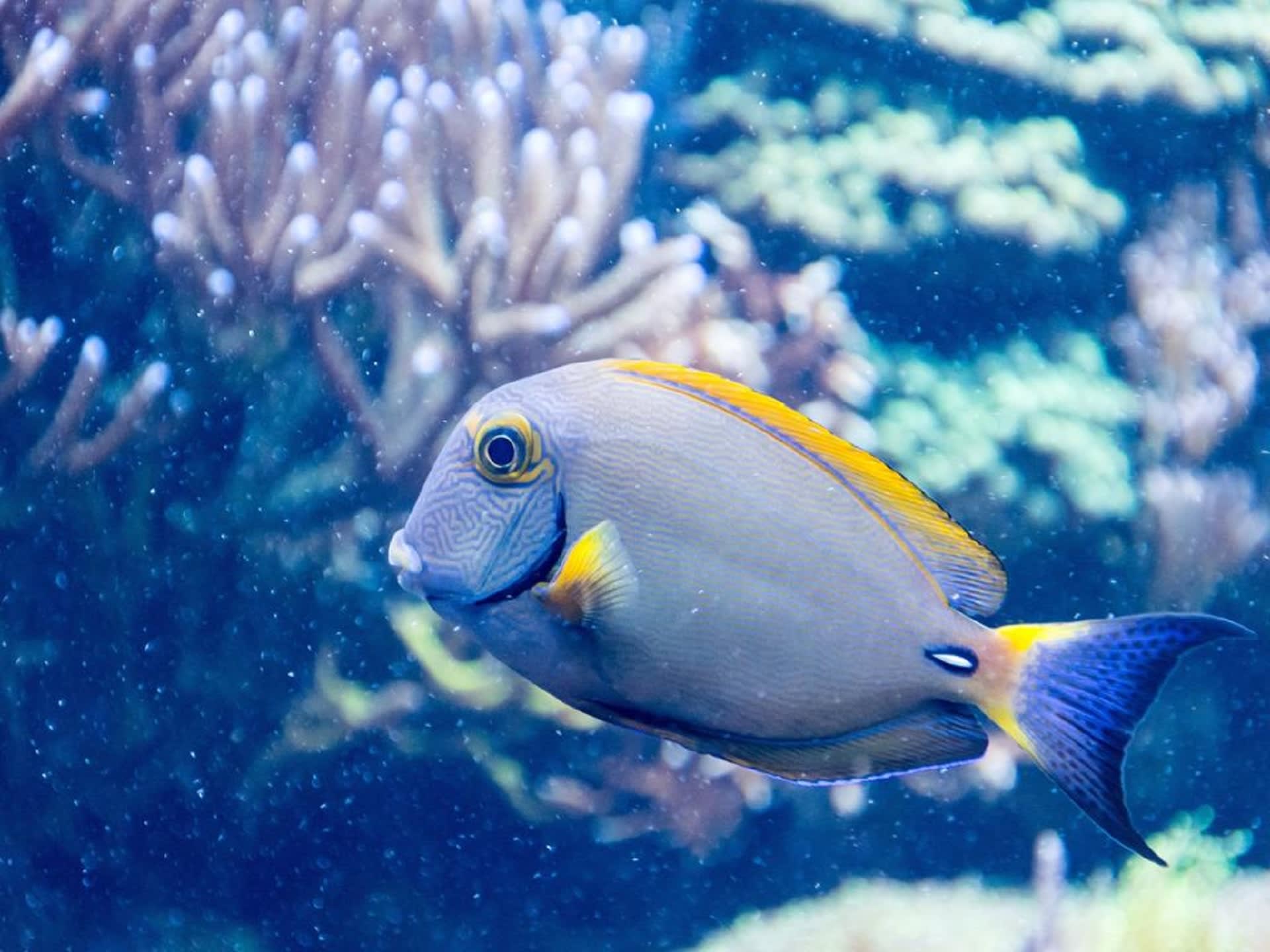 Sea Life New Jersey