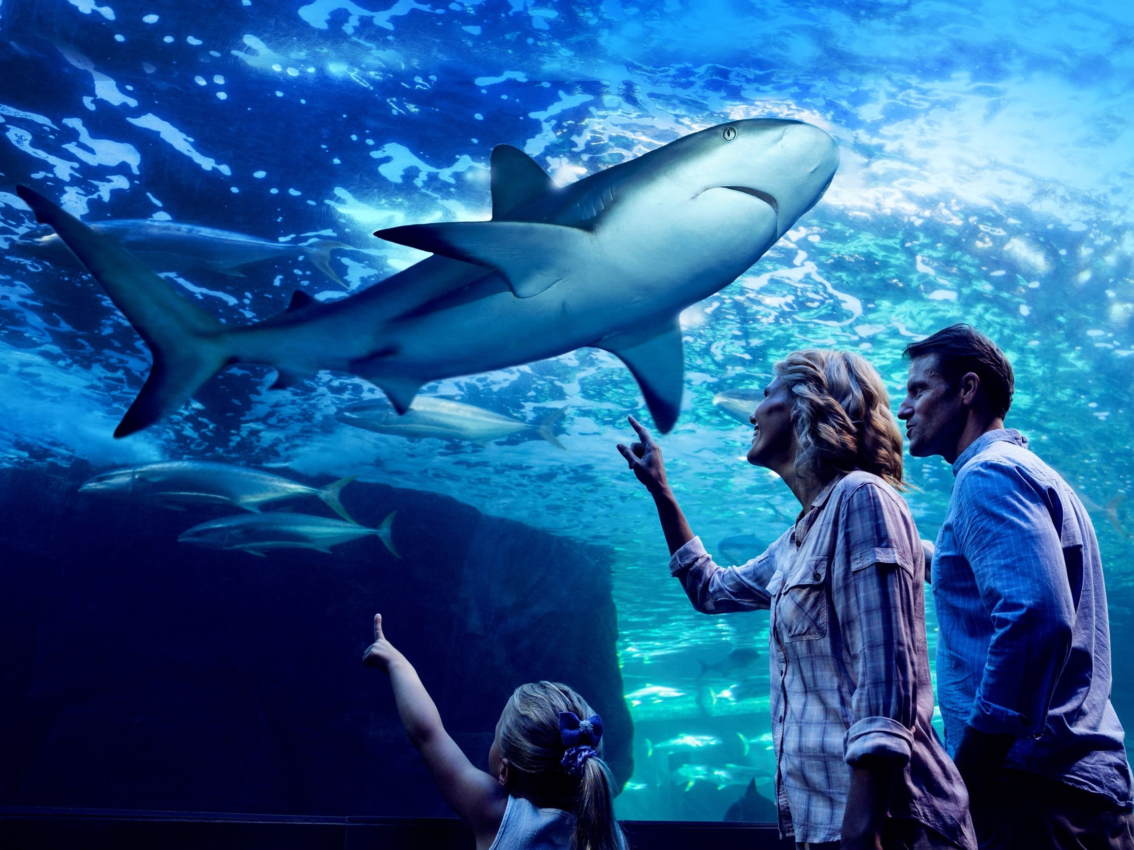 夜の水族館ツアー