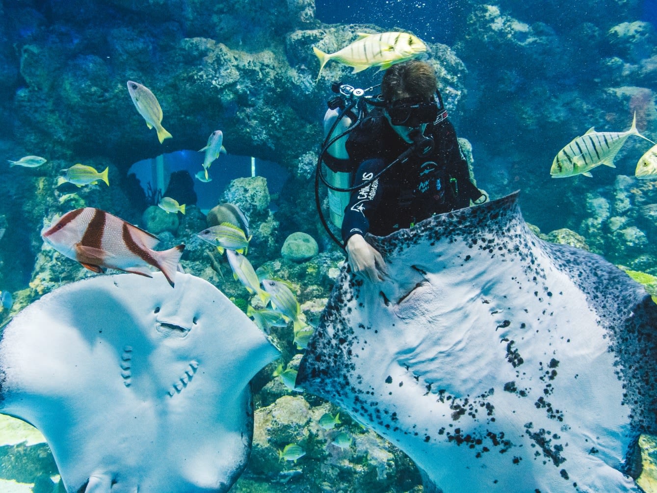 ケアンズ水族館 一般入場券
