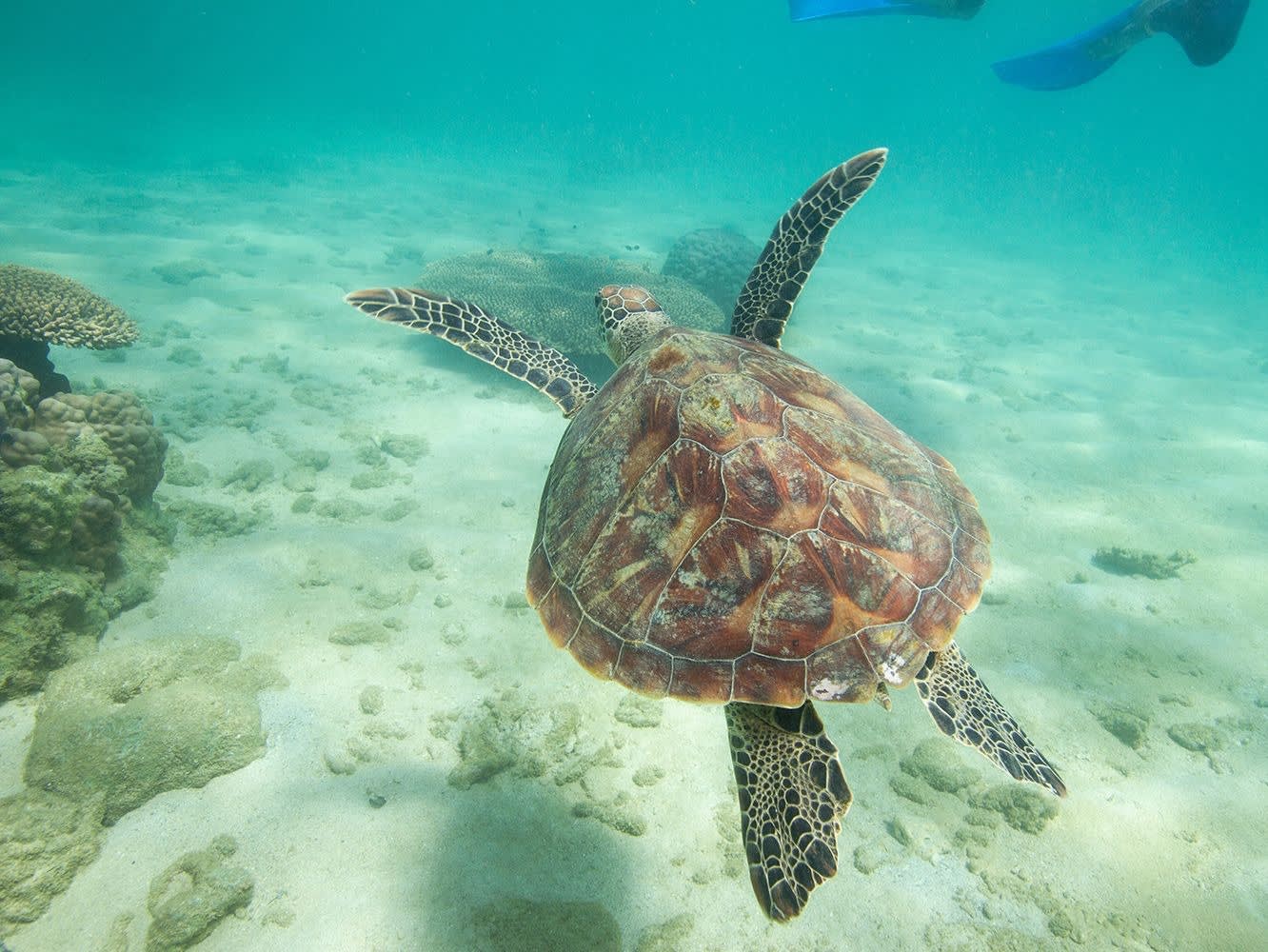 Frankland Islands Express Day Tour