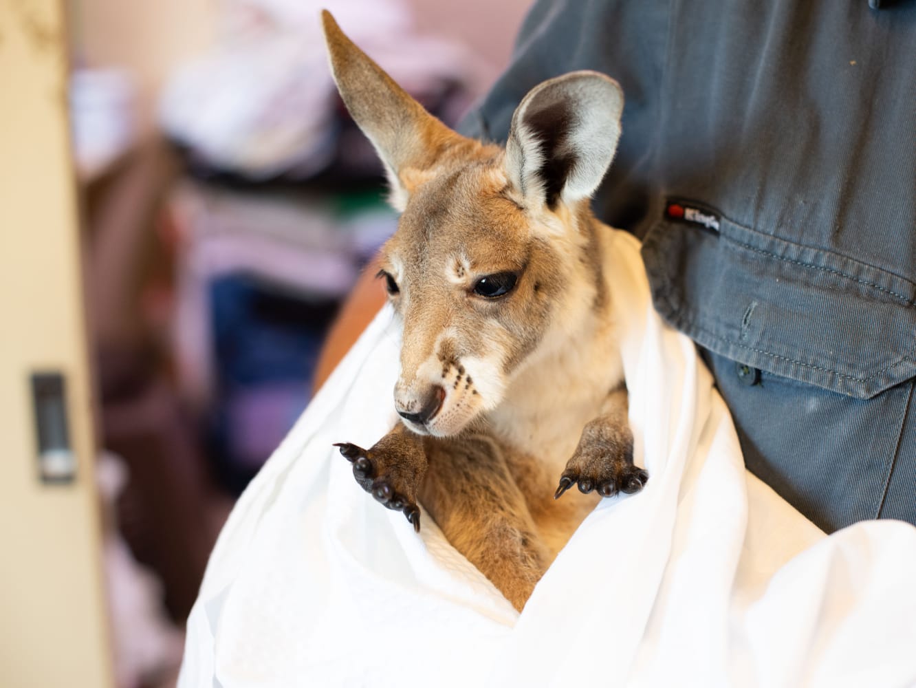 YOUR ワイルドライフ・ハビタット・ツアー
