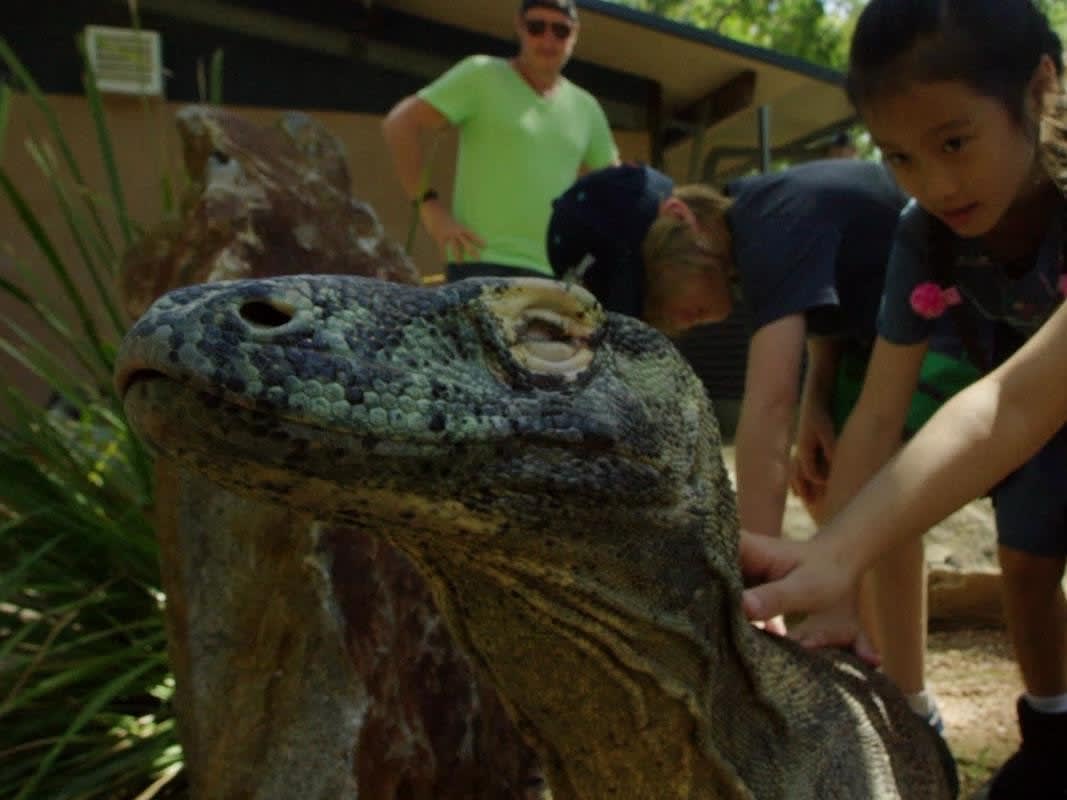 ハートリーズ・クロコダイル・アドベンチャーズ 入園チケット