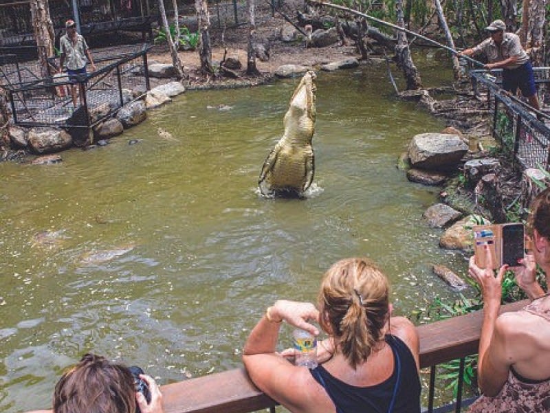 ハートリーズ・クロコダイル・アドベンチャーズ 入園チケット