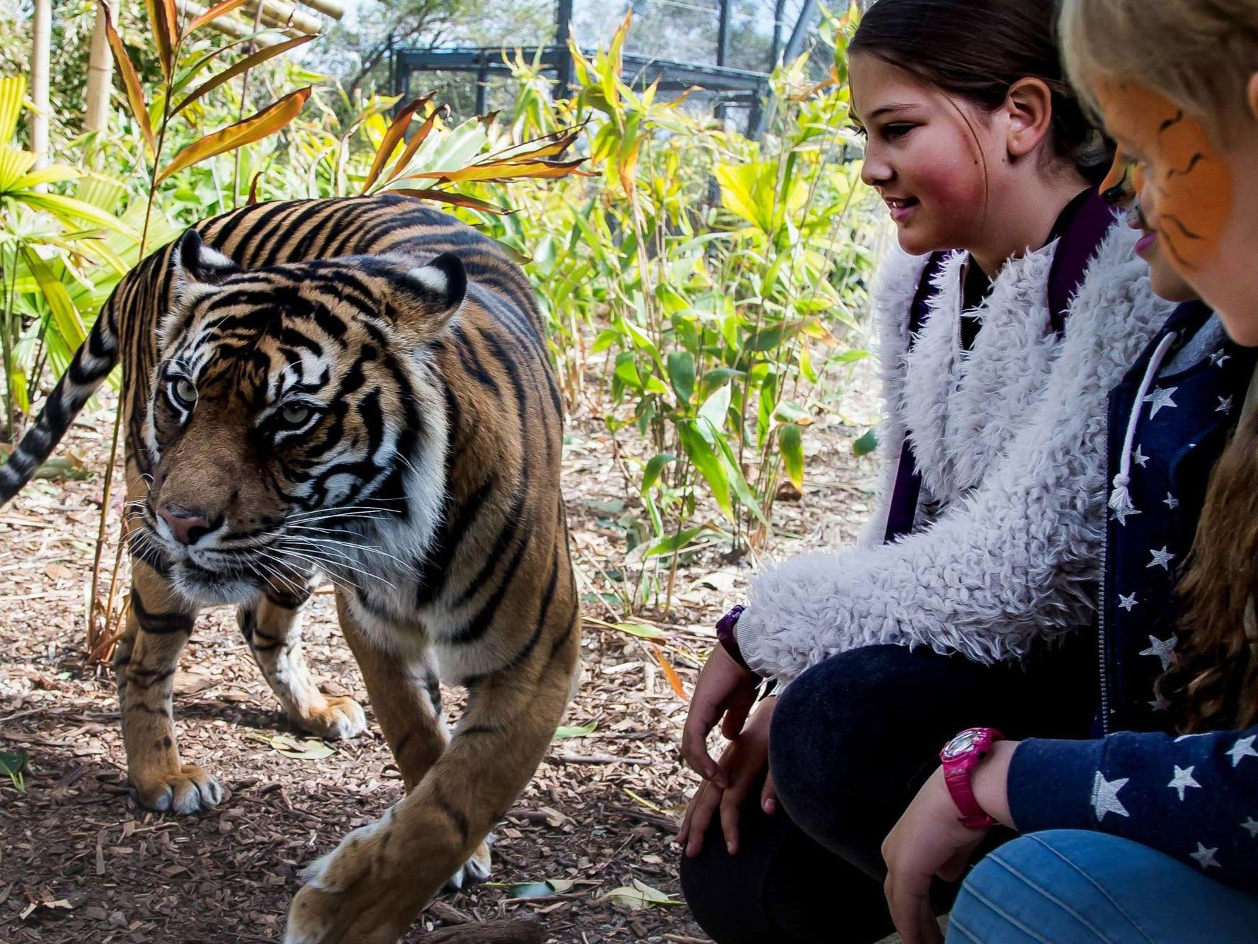 タロンガ動物園入園券 + 往復フェリーチケット（ファンタシー）