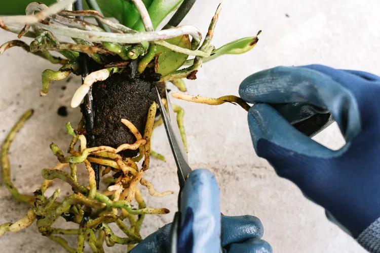Soggy roots inside the enclosed Dendrobium pot