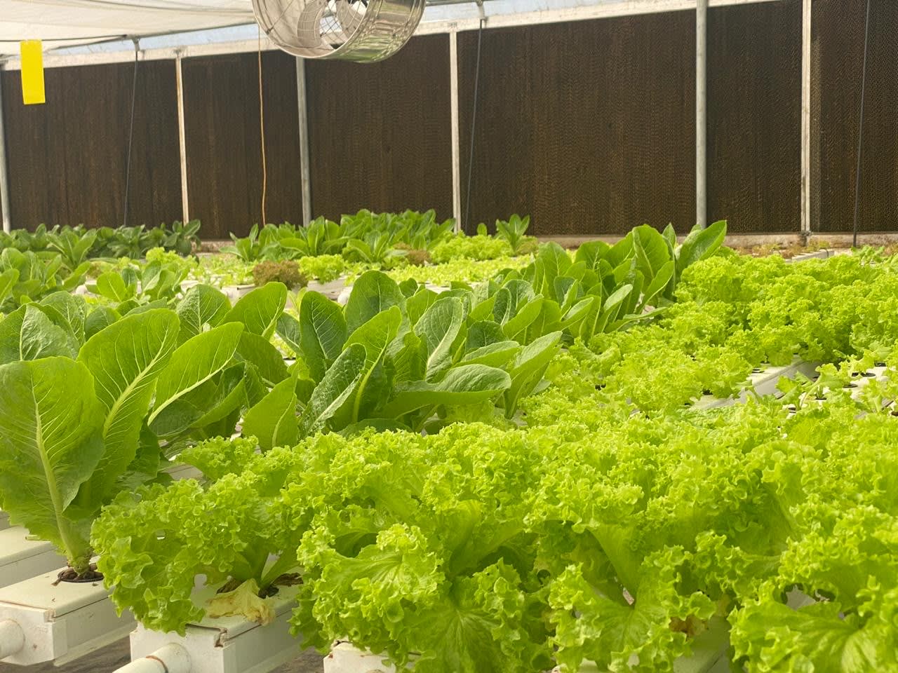Urban Farmers hydroponic farm in Mumbai