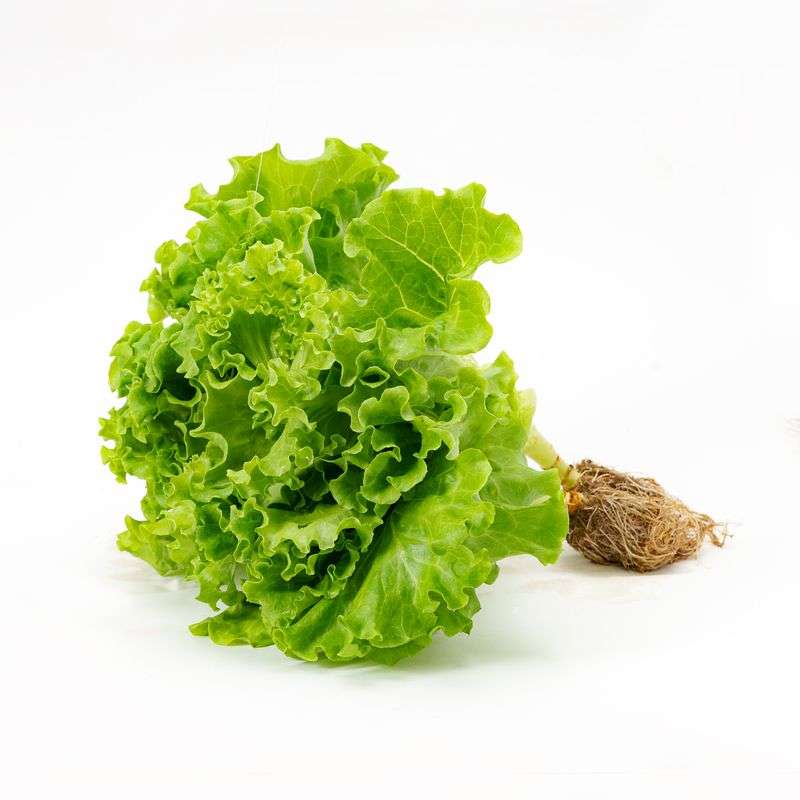Locarna Lettuce