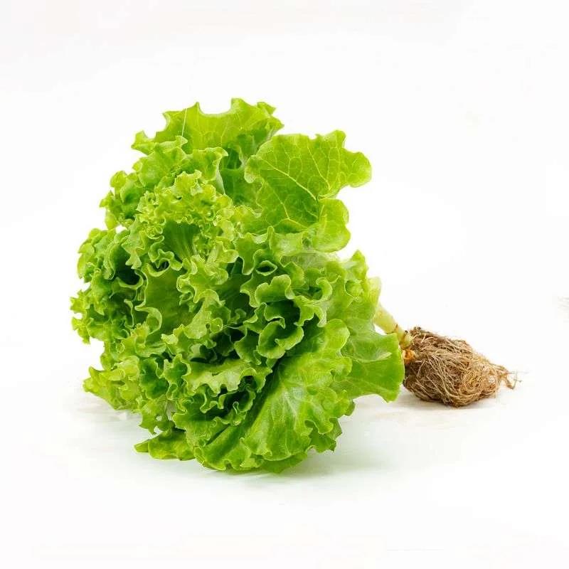 Locarna Lettuce