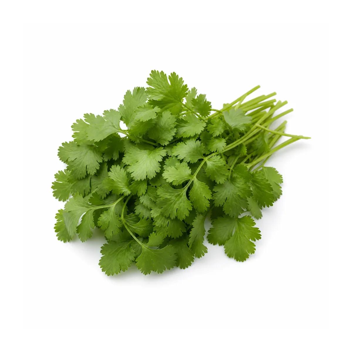 Coriander