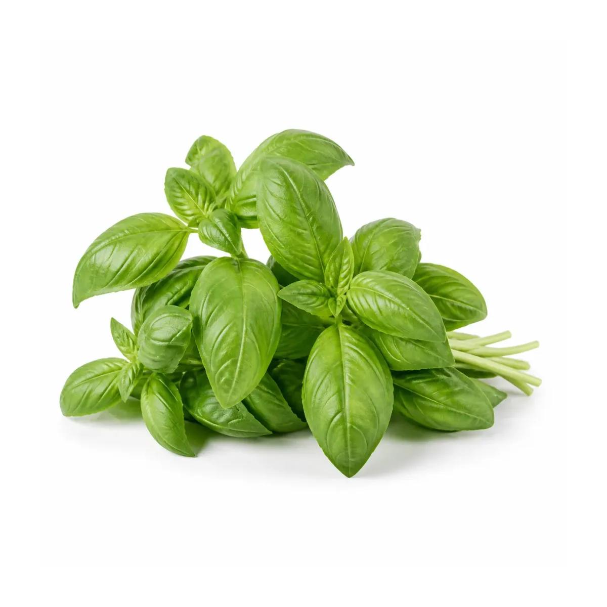 Fresh Basil