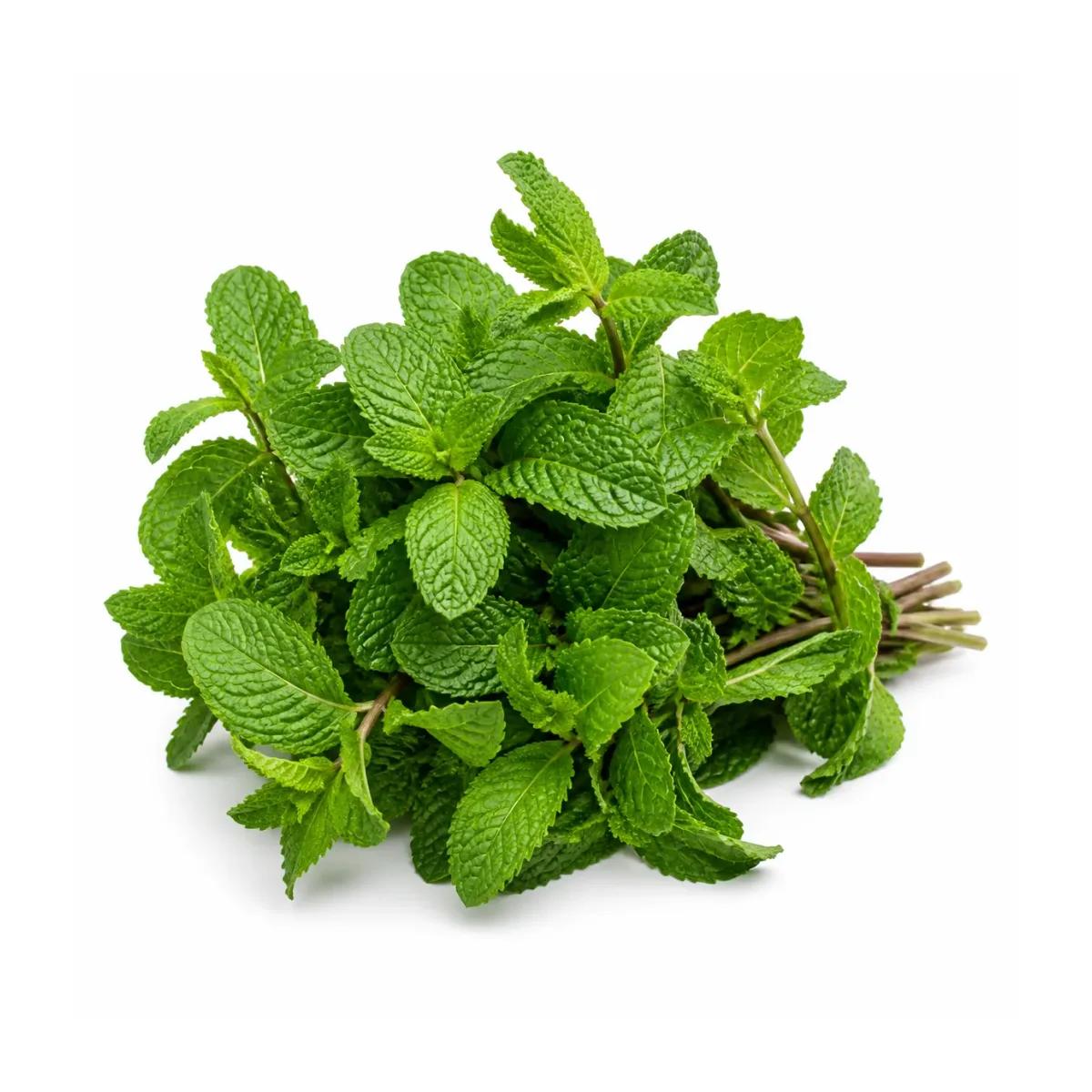 Fresh Mint